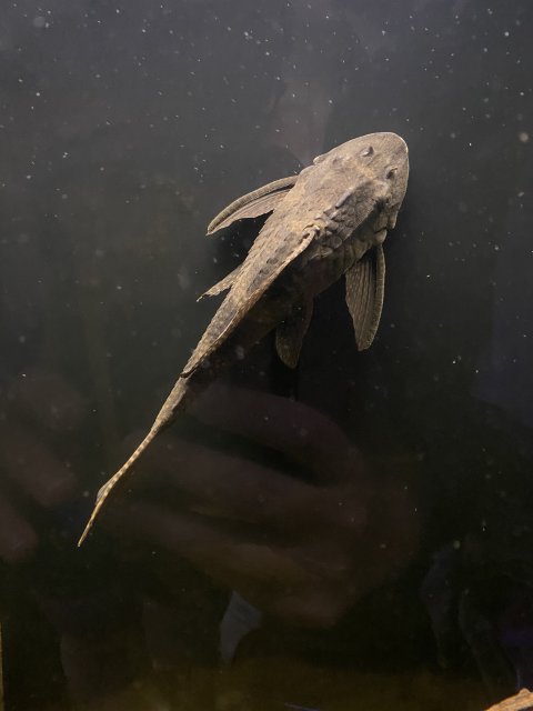 Common Pleco.JPG