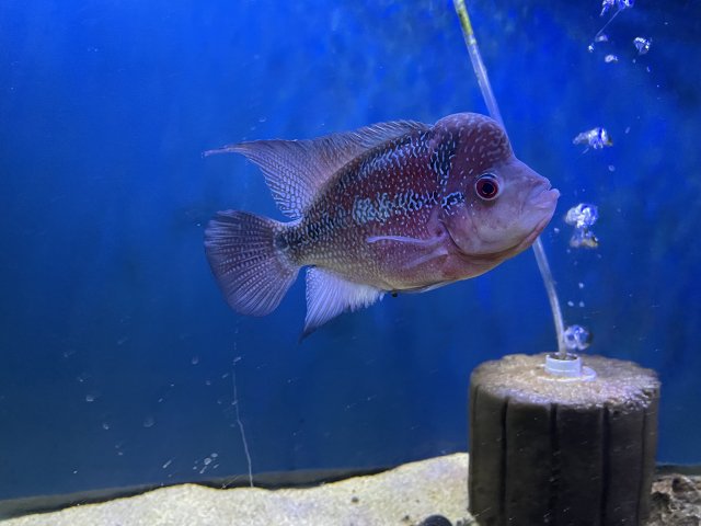 Flowerhorn.JPG