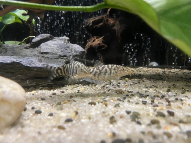 YoYo-Loaches-Small.JPG