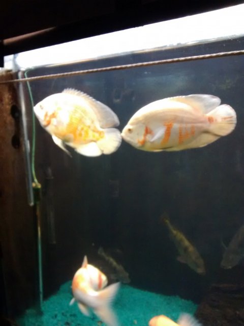 IMG_20180303_184606637.jpg IMG_20180303_184606637.jpg