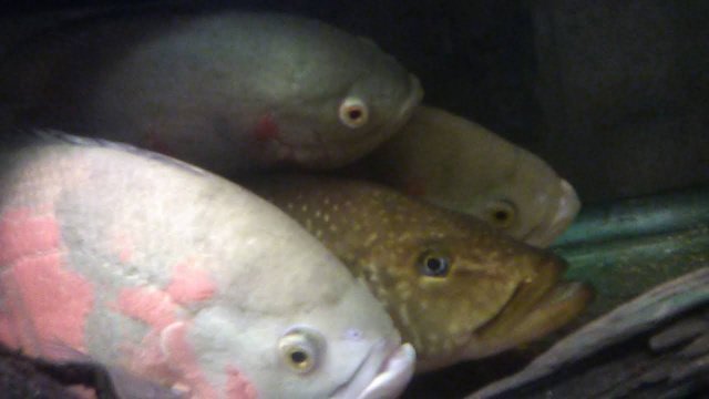 IMG_20200818_235808.jpg IMG_20200818_235808.jpg