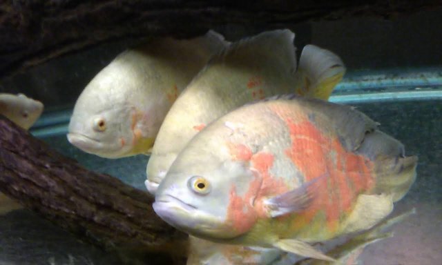 IMG_20201012_195916.jpg IMG_20201012_195916.jpg