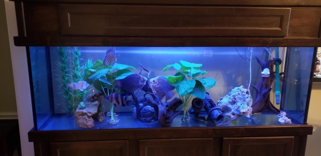 Fish3.jpg
