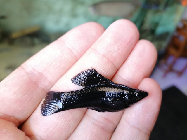 black molly2.jpg