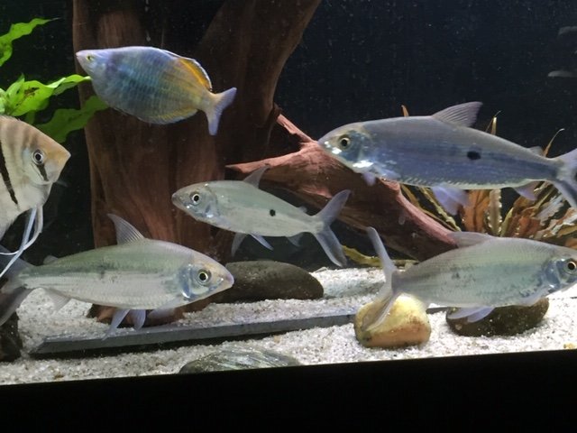 IMG_0623 FourFish.JPG