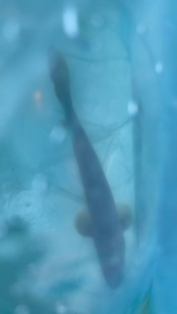 2099563D-84C3-4919-9CBB-5915266FF9E8.png