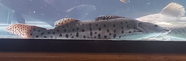 spotted shovelnose 1.jpg