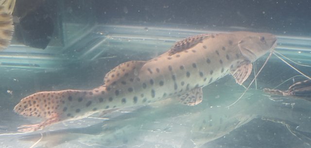 spotted shovelnose 2.jpg
