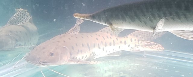 spotted shovelnose 3.jpg