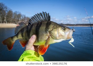 big-perch-softbait-260nw-398135176.jpg
