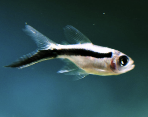 Screen Shot 2021-02-19 at 3.43.30 PM.png