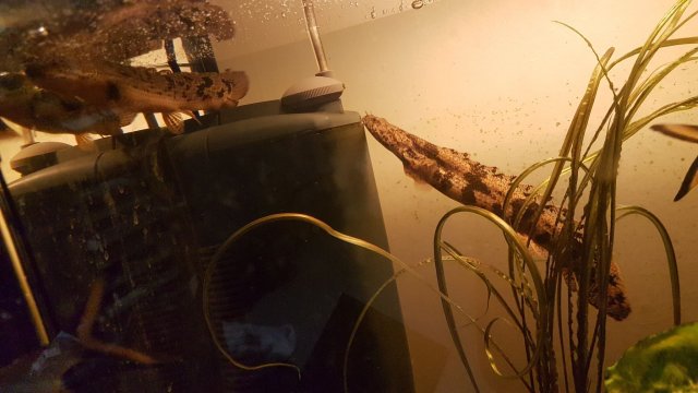 Fish2.jpg