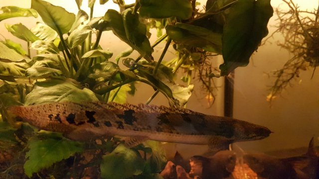 Fish3.jpg