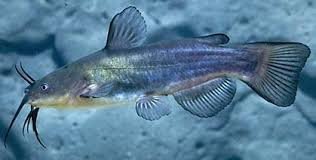 Image result for black bullhead catfish