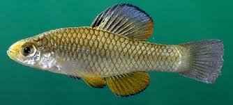 Image result for rainwater killifish