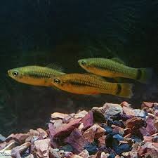 Image result for feeder platys