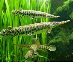 Image result for florida gar