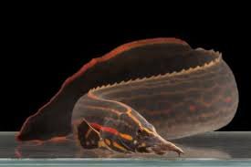 Image result for fire eel