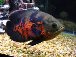 Image result for oscar cichlid