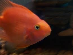 Image result for parrot cichlid size