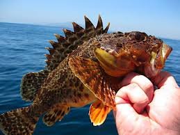 Sculpin - GlumaceFishing.com