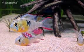 Bolivian Ram Care Guide - Tank Requirements, Water Type, Diet, Breeding