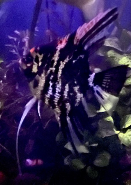 B4E9B5F8-2B66-455D-B59D-D06E9C236DE1.jpeg