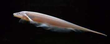 Milton Tan on Twitter: Compsaraia samueli, the pelican knifefish. The  males grow extremely long jaws in the breeding season used to fight one  another. Pictured are a male and a putative female,