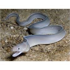 Ghost Ribbon Eel -SBRC-F-GRE