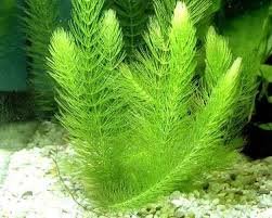 Amazon.com: 4 Hornwort Bunch - 5+ Stems | Ceratophyllum Demersum - Beginner  Tropical Live Aquarium Plant: Garden & Outdoor