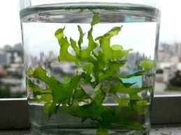 Süsswassertang - Wikipedia