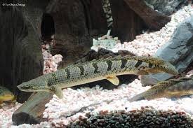 Polypterus delhezi – Banded Bichir