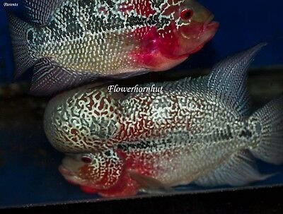 High-Quality-Magma-Flowerhorn-Cichlid-Fry.jpg