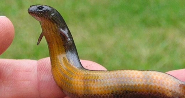 pregnant-skink.jpg