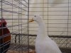 DSC02977.JPG