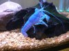 Blue Cray1.JPG