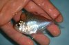 DSC00455.JPG