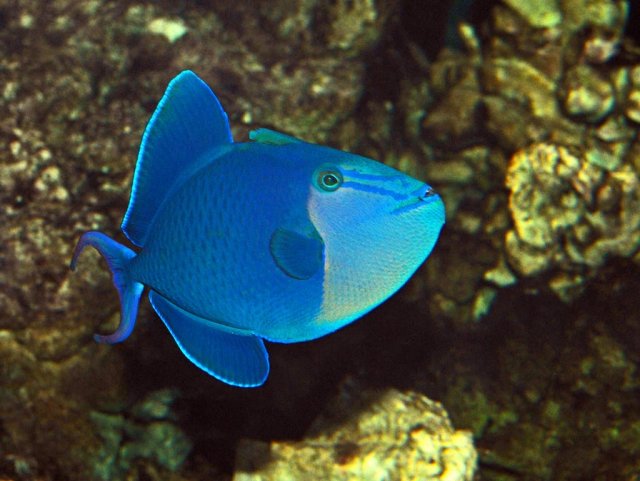 niger-triggerfish.jpg