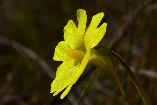 20210305g yellow butterwort pinguicula lutea.JPG