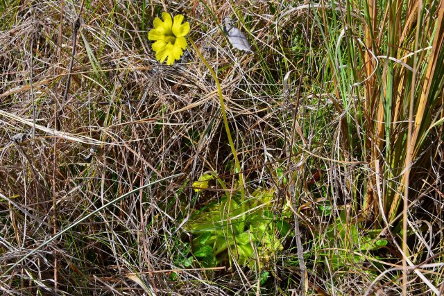 20210305h yellow butterwort pinguicula lutea.JPG