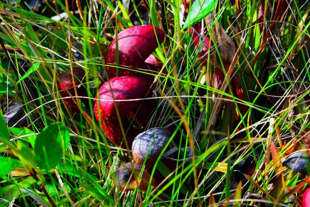 20210305i hybrid pitcher plant sarracenia formosa.JPG