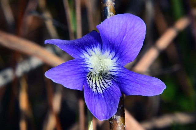 20210305k southern coastal violet viola septemloba.JPG