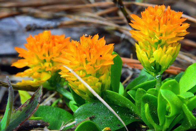 20210305o orange candyroot polygala lutea.JPG