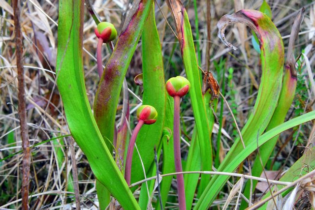 20210305p yellow pitcher plant sarracenia flava.JPG