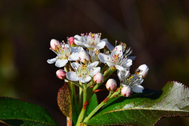 20210312e Aronia arbutifolia red chokeberry.jpg