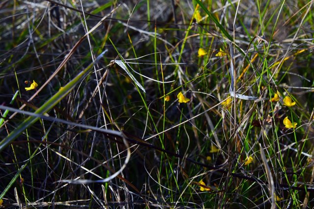 20210312f subterrainean bladderwort utricularia subulata.jpg
