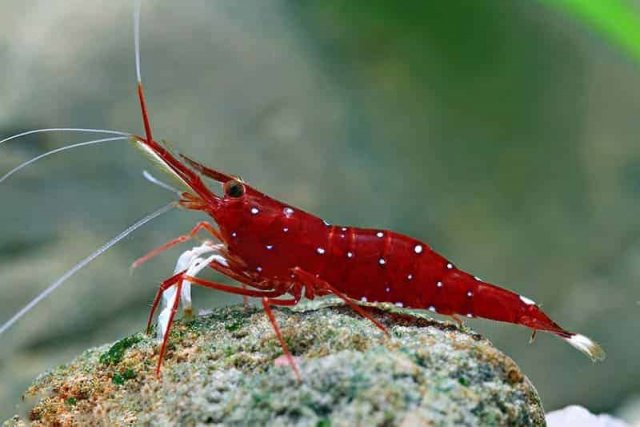 Logo-Cardinal-shrimp-1.jpg