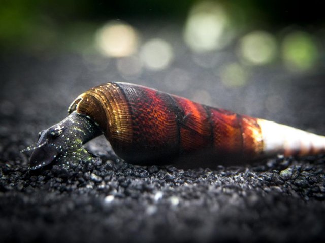 Cappuccino-Snail-5_1024x1024.jpg