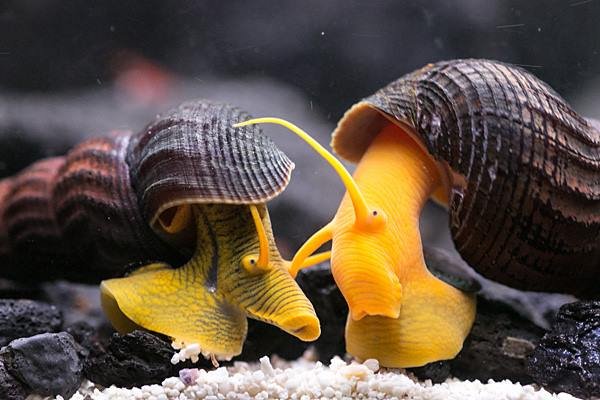 Sulawesi_Snail_1200x.jpg