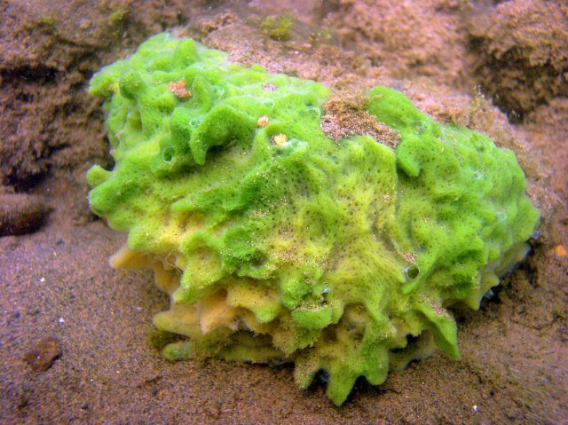 Spongilla-lacustris_Kirt-L-Onthank-CC-BY-SA-3.jpg